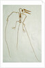 Fossil Pterosaur Ramphorhynchus gemmingi found in Bavaria by Anonymous