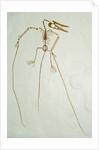 Fossil Pterosaur Ramphorhynchus gemmingi found in Bavaria by Anonymous