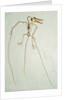 Fossil Pterosaur Ramphorhynchus gemmingi found in Bavaria by Anonymous