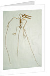 Fossil Pterosaur Ramphorhynchus gemmingi found in Bavaria by Anonymous