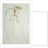 Fossil Pterosaur Ramphorhynchus gemmingi found in Bavaria by Anonymous