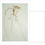 Fossil Pterosaur Ramphorhynchus gemmingi found in Bavaria by Anonymous