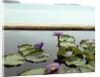 Water lilies in pond by ocean by Anonymous