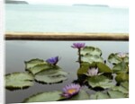 Water lilies in pond by ocean by Anonymous