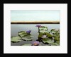 Water lilies in pond by ocean by Anonymous