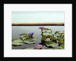 Water lilies in pond by ocean by Anonymous