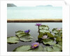 Water lilies in pond by ocean by Anonymous