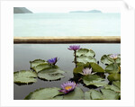 Water lilies in pond by ocean by Anonymous