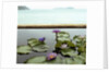 Water lilies in pond by ocean by Anonymous