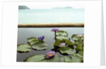 Water lilies in pond by ocean by Anonymous