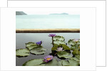 Water lilies in pond by ocean by Anonymous