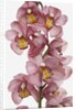 Pink Cattleya orchids by Anonymous