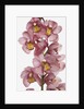 Pink Cattleya orchids by Anonymous
