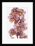 Pink Cattleya orchids by Anonymous