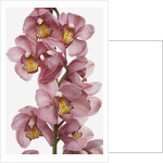 Pink Cattleya orchids by Anonymous