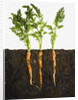 Carrots in dirt by Anonymous
