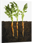 Carrots in dirt by Anonymous