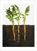 Carrots in dirt by Anonymous