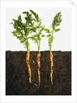 Carrots in dirt by Anonymous