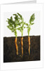 Carrots in dirt by Anonymous
