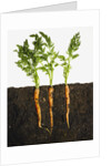 Carrots in dirt by Anonymous