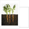 Carrots in dirt by Anonymous