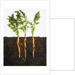 Carrots in dirt by Anonymous