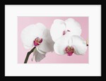 White Phalaenopsis orchids by Anonymous