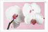 White Phalaenopsis orchids by Anonymous