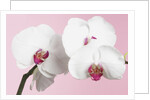 White Phalaenopsis orchids by Anonymous