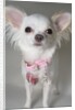 Chihuahua by Anonymous