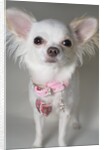 Chihuahua by Anonymous