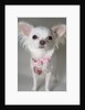 Chihuahua by Anonymous