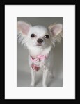 Chihuahua by Anonymous