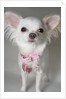 Chihuahua by Anonymous
