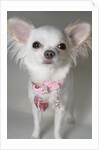 Chihuahua by Anonymous