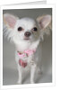 Chihuahua by Anonymous