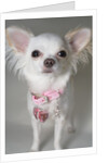 Chihuahua by Anonymous
