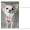 Chihuahua by Anonymous