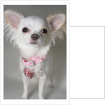 Chihuahua by Anonymous