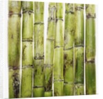 Bamboo shoots by Anonymous