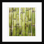 Bamboo shoots by Anonymous