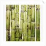 Bamboo shoots by Anonymous