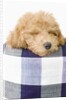 Dog sleeping by Anonymous
