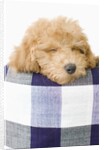 Dog sleeping by Anonymous