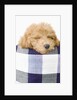 Dog sleeping by Anonymous