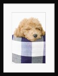 Dog sleeping by Anonymous