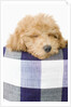 Dog sleeping by Anonymous