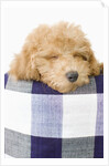 Dog sleeping by Anonymous