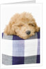 Dog sleeping by Anonymous